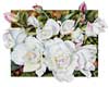 Iceberg Roses watercolor by Sally Robertson