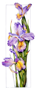 Dutch_Iris