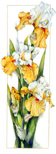 Iris_Foundation_VanGogh_Print